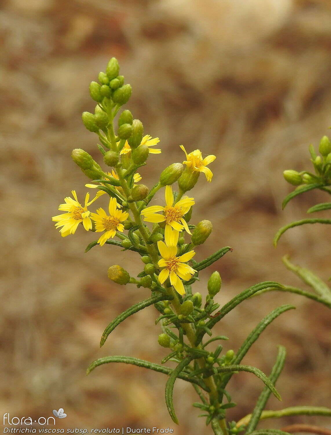 Dittrichia viscosa - Flor (geral) | Duarte Frade; CC BY-NC 4.0