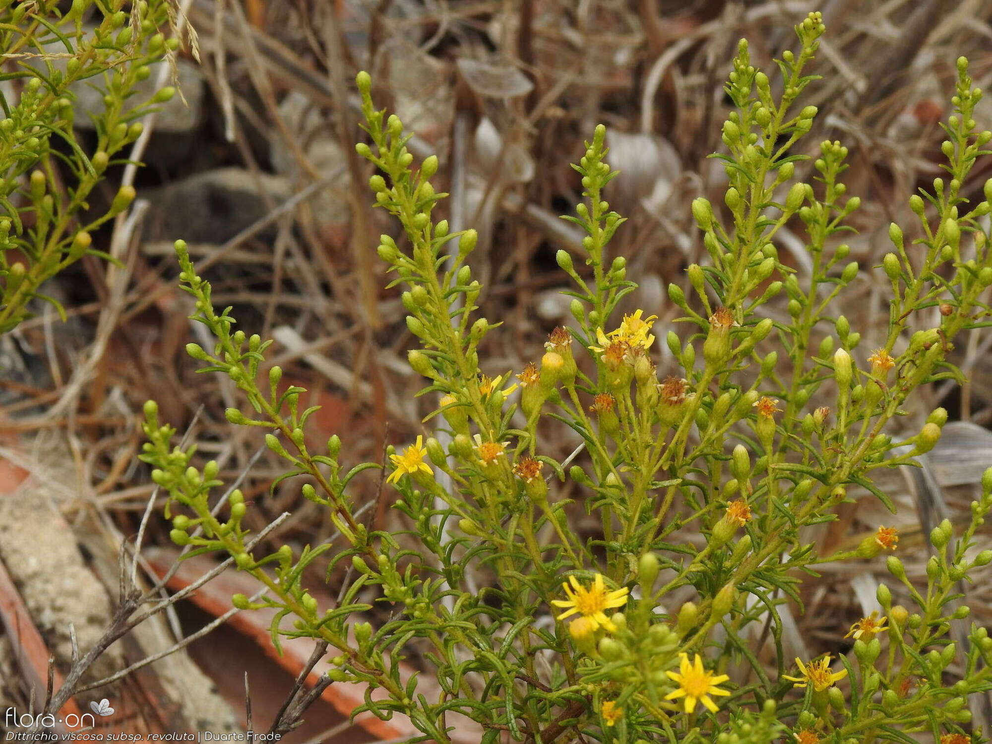 Dittrichia viscosa - Flor (geral) | Duarte Frade; CC BY-NC 4.0