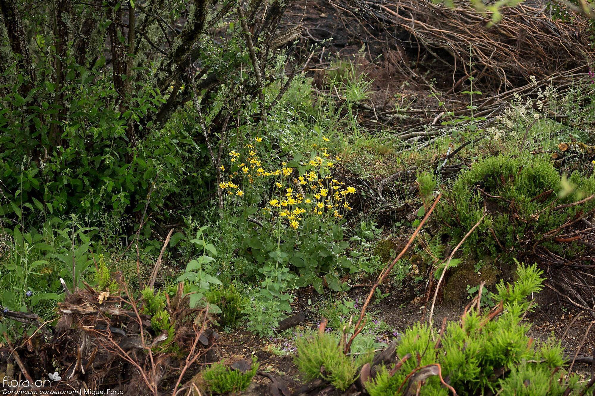 Doronicum carpetanum - Habitat | Miguel Porto; CC BY-NC 4.0