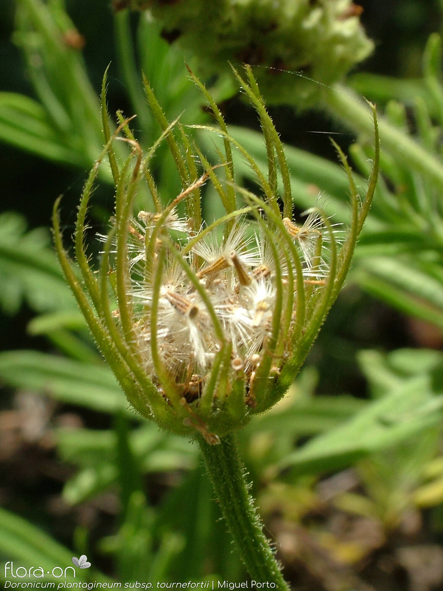 Doronicum plantagineum - Capítulo frutífero | Miguel Porto; CC BY-NC 4.0