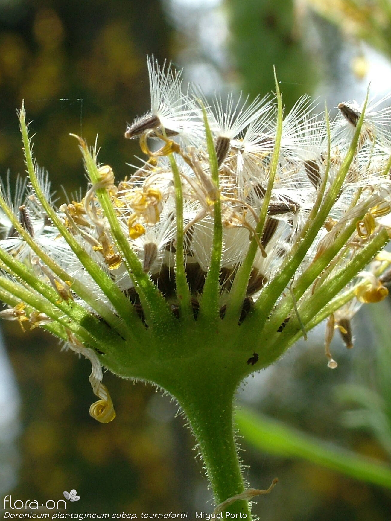 Doronicum plantagineum - Fruto | Miguel Porto; CC BY-NC 4.0