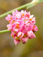 Dorycnopsis gerardi