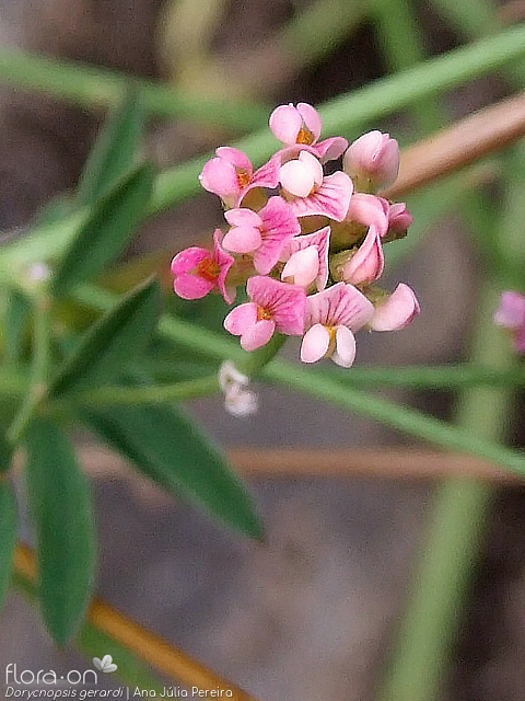 Dorycnopsis gerardi - Flor (close-up) | Ana Júlia Pereira; CC BY-NC 4.0