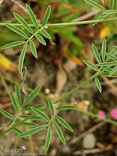 Dorycnopsis gerardi - Folha | Miguel Porto; CC BY-NC 4.0