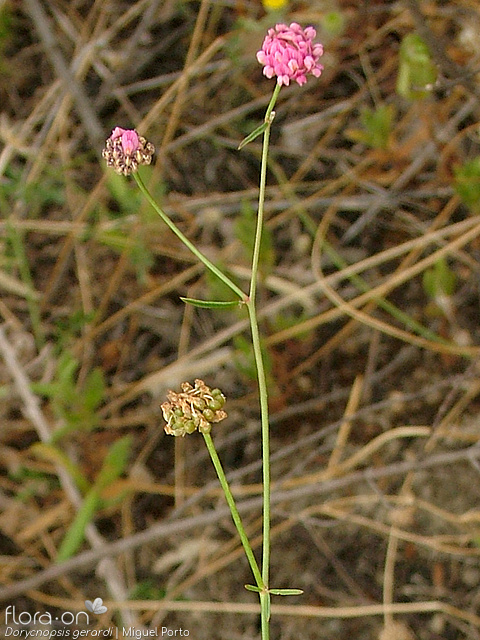 Dorycnopsis gerardi - Flor (geral) | Miguel Porto; CC BY-NC 4.0