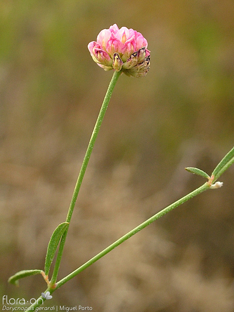 Dorycnopsis gerardi - Flor (geral) | Miguel Porto; CC BY-NC 4.0
