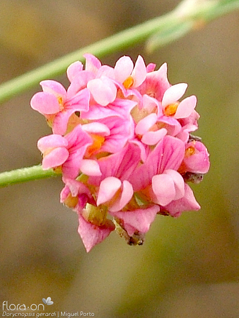 Dorycnopsis gerardi - Flor (close-up) | Miguel Porto; CC BY-NC 4.0