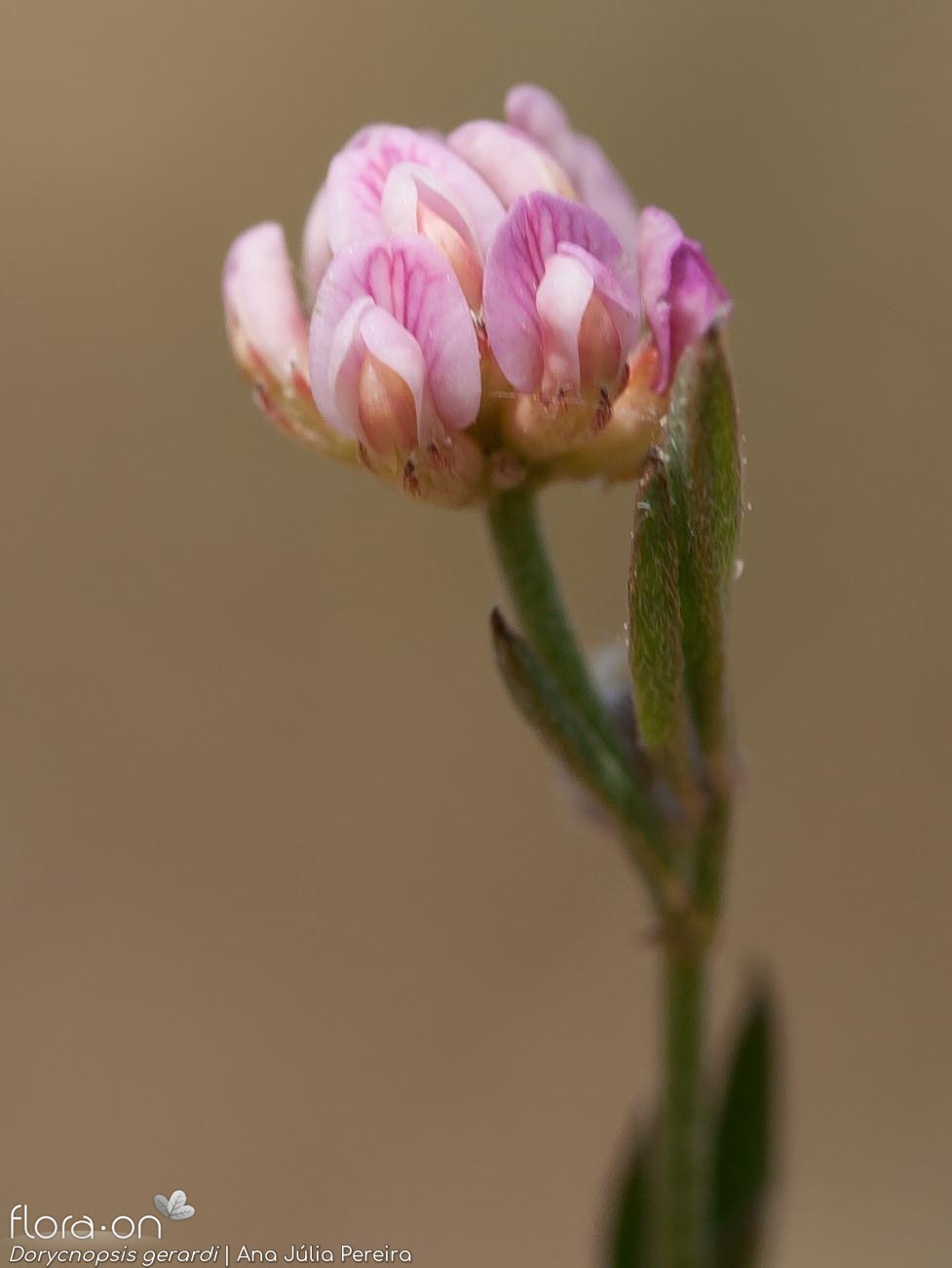 Dorycnopsis gerardi - Flor (close-up) | Ana Júlia Pereira; CC BY-NC 4.0