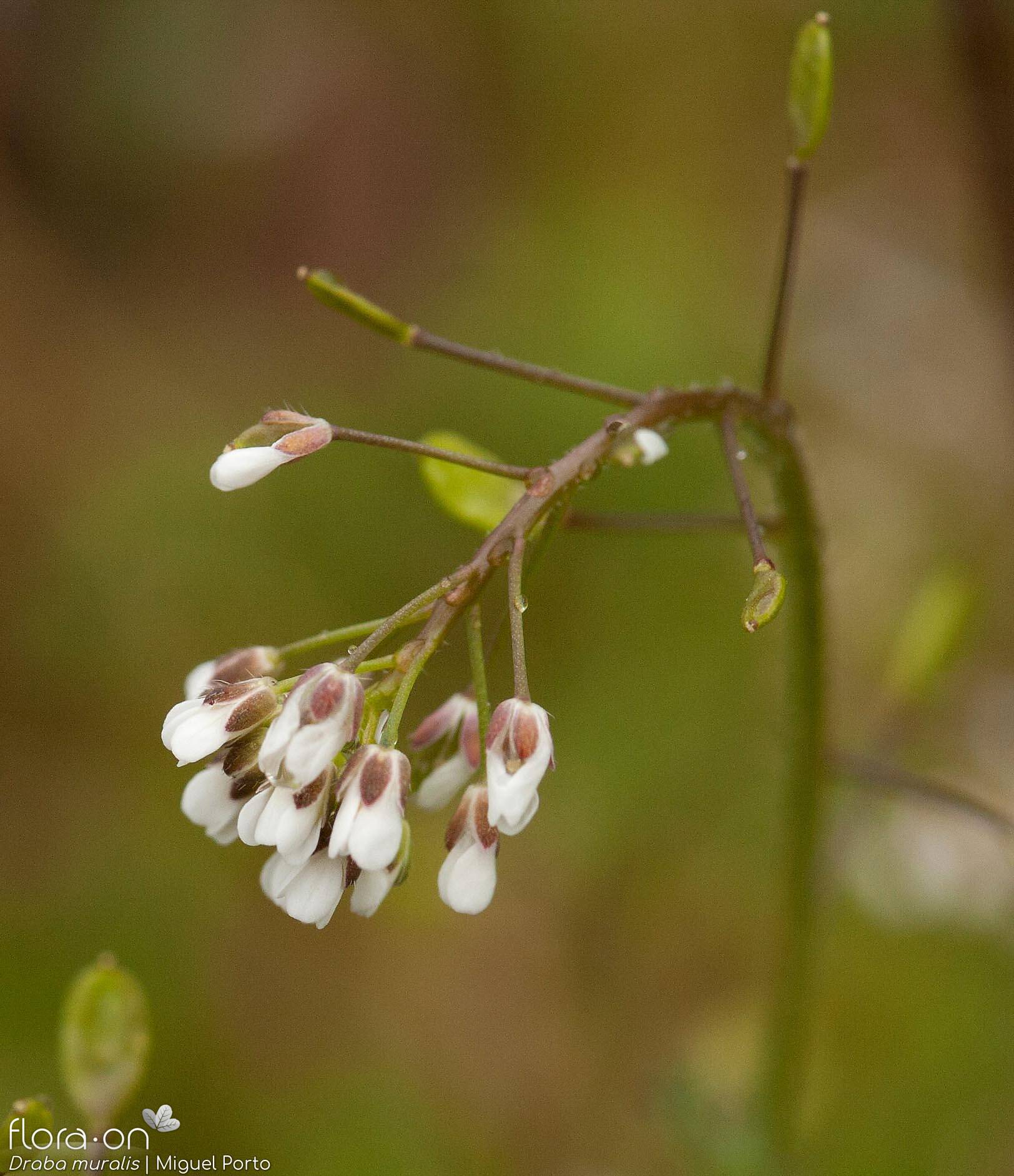 Draba muralis