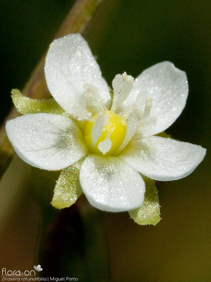 Drosera rotundifolia - Flor (close-up) | Miguel Porto; CC BY-NC 4.0
