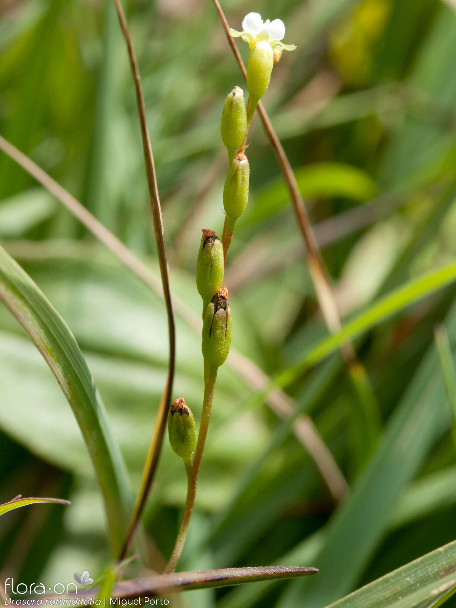 Drosera rotundifolia - Flor (geral) | Miguel Porto; CC BY-NC 4.0