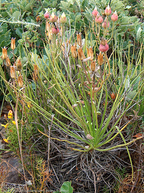 Drosophyllum lusitanicum - Hábito | Joana Camejo; CC BY-NC 4.0