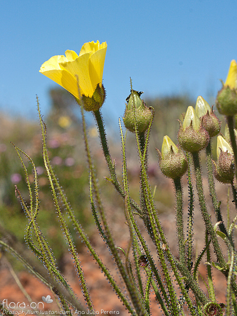 Drosophyllum lusitanicum - Flor (geral) | Ana Júlia Pereira; CC BY-NC 4.0