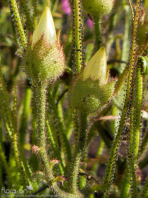 Drosophyllum lusitanicum - Fruto | Miguel Porto; CC BY-NC 4.0