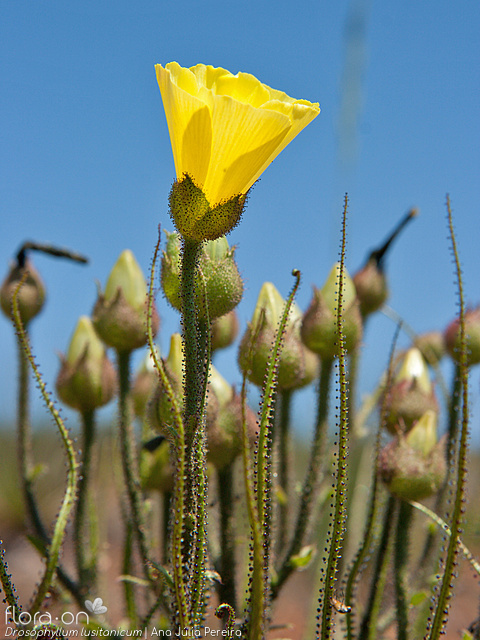 Drosophyllum lusitanicum - Flor (geral) | Ana Júlia Pereira; CC BY-NC 4.0