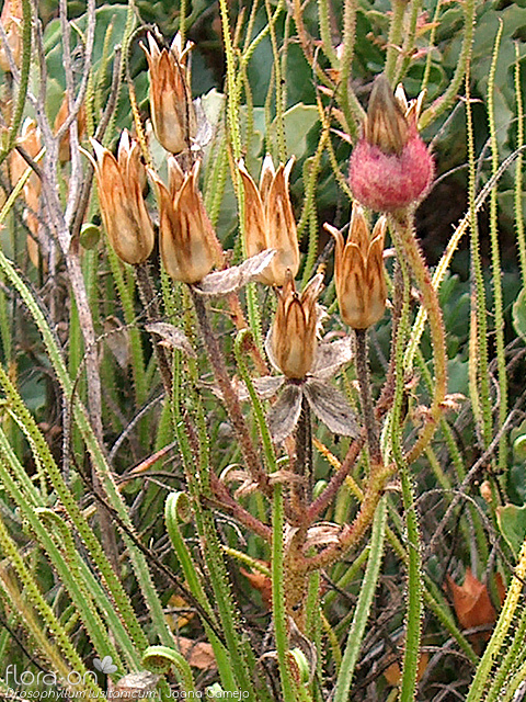 Drosophyllum lusitanicum - Fruto | Joana Camejo; CC BY-NC 4.0