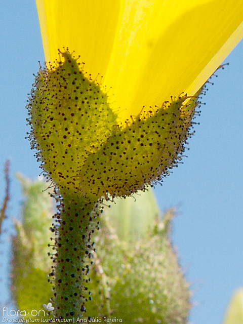 Drosophyllum lusitanicum - Cálice | Ana Júlia Pereira; CC BY-NC 4.0