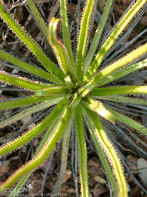 Drosophyllum lusitanicum - Folha (geral) | Miguel Porto; CC BY-NC 4.0