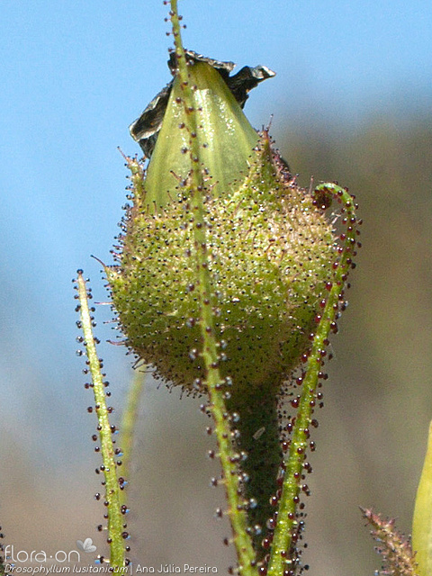 Drosophyllum lusitanicum - Fruto | Ana Júlia Pereira; CC BY-NC 4.0
