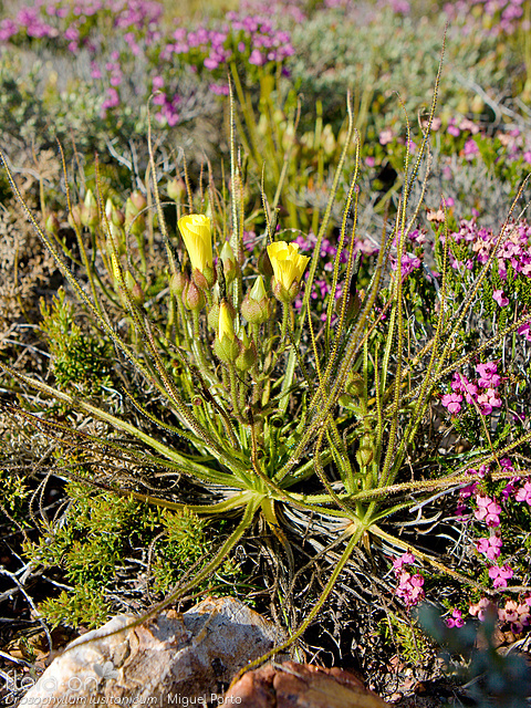 Drosophyllum lusitanicum - Habitat | Miguel Porto; CC BY-NC 4.0