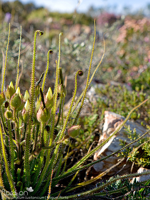 Drosophyllum lusitanicum - Hábito | Miguel Porto; CC BY-NC 4.0