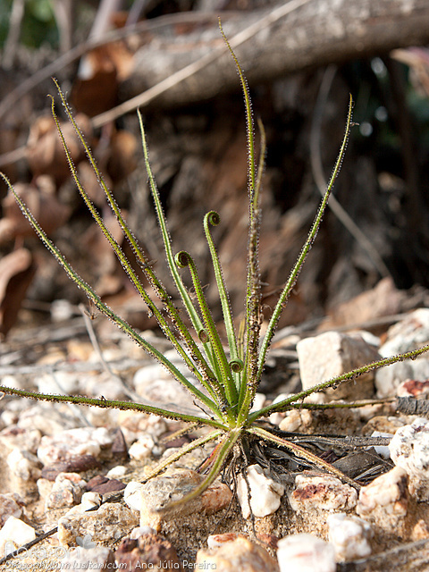 Drosophyllum lusitanicum - Hábito | Ana Júlia Pereira; CC BY-NC 4.0