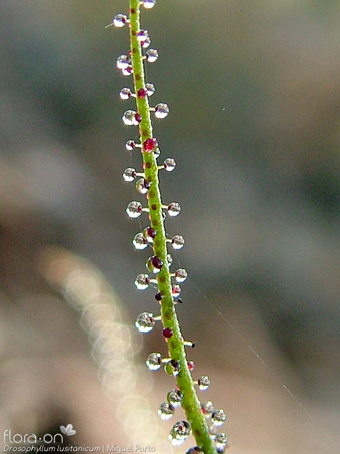 Drosophyllum lusitanicum - Folha | Miguel Porto; CC BY-NC 4.0
