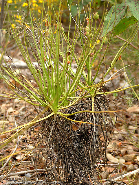 Drosophyllum lusitanicum - Hábito | Miguel Porto; CC BY-NC 4.0