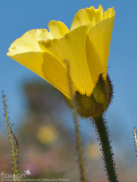 Drosophyllum lusitanicum - Flor (close-up) | Ana Júlia Pereira; CC BY-NC 4.0
