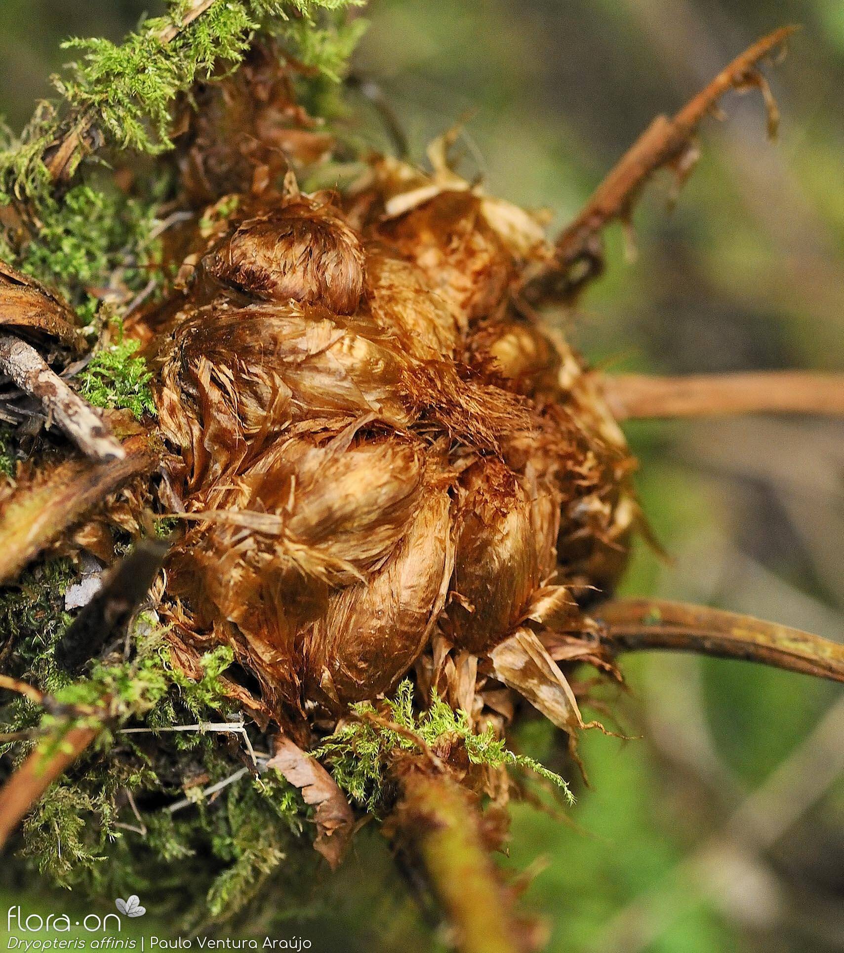 Dryopteris affinis - Folha | Paulo Ventura Araújo; CC BY-NC 4.0