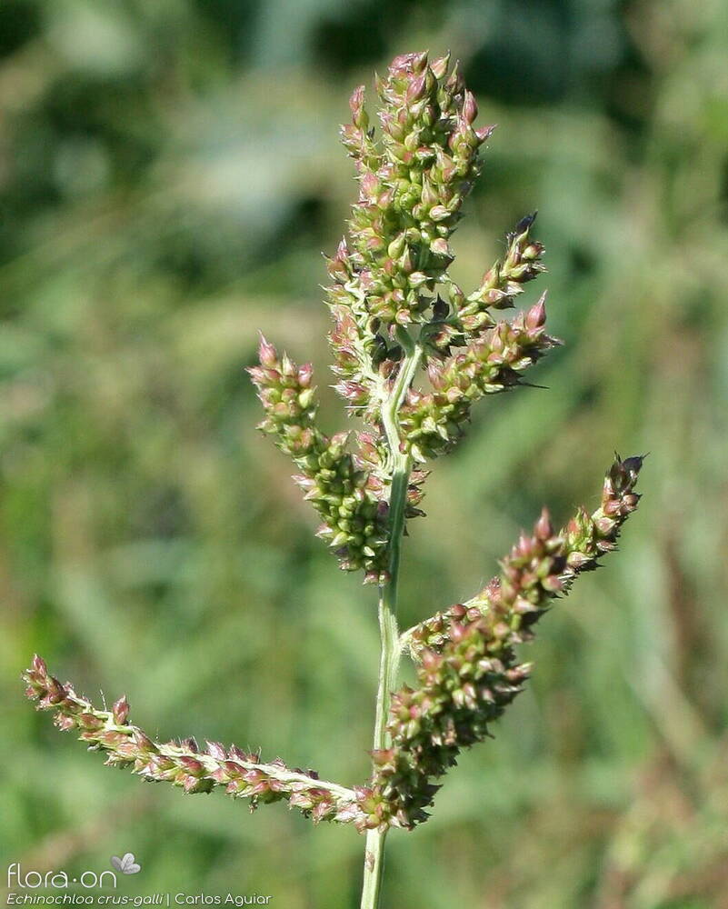 Echinochloa