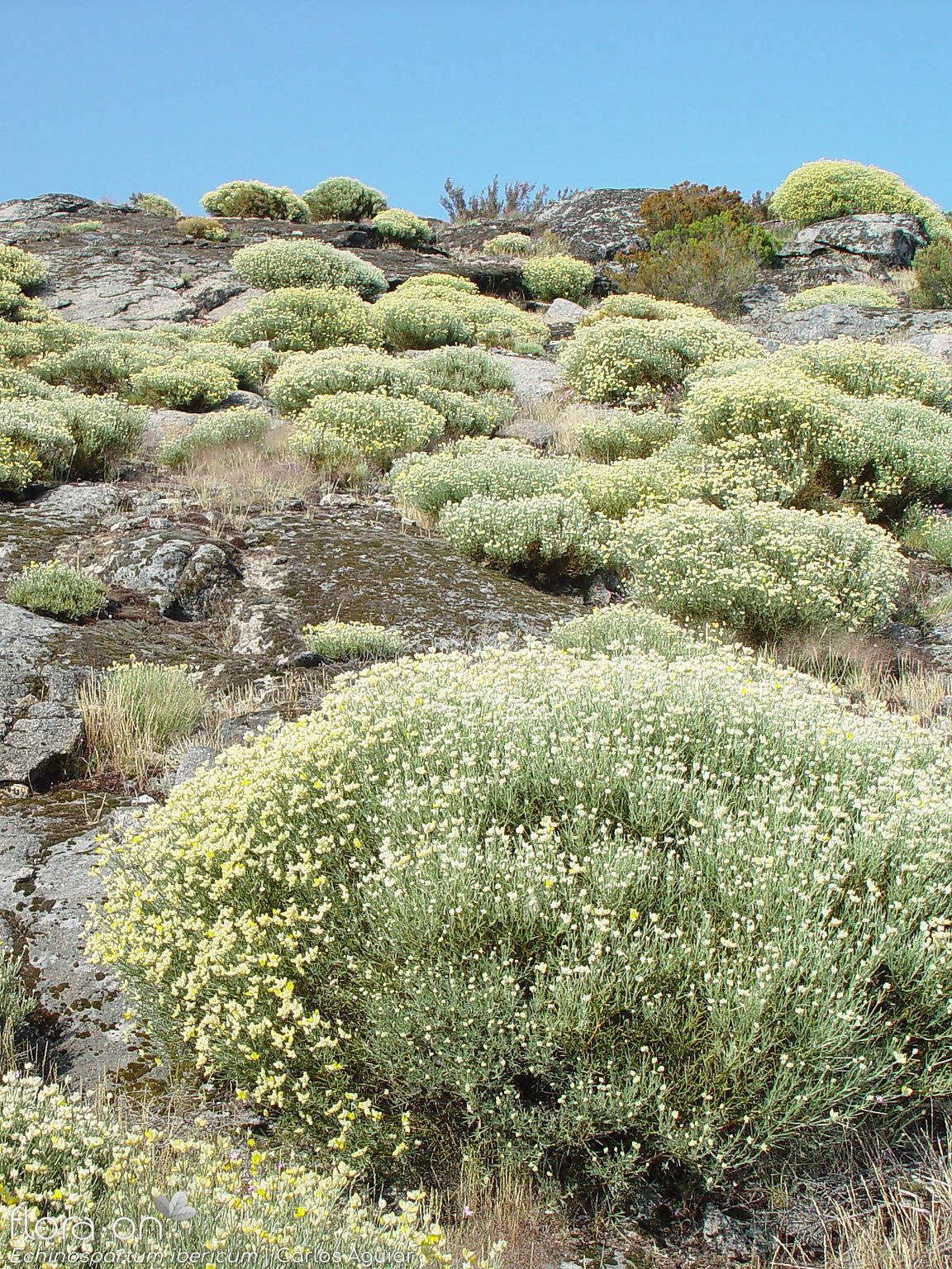Echinospartum ibericum - Habitat | Carlos Aguiar; CC BY-NC 4.0