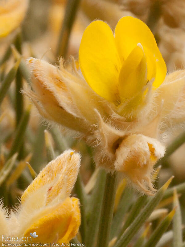 Echinospartum ibericum - Flor (close-up) | Ana Júlia Pereira; CC BY-NC 4.0