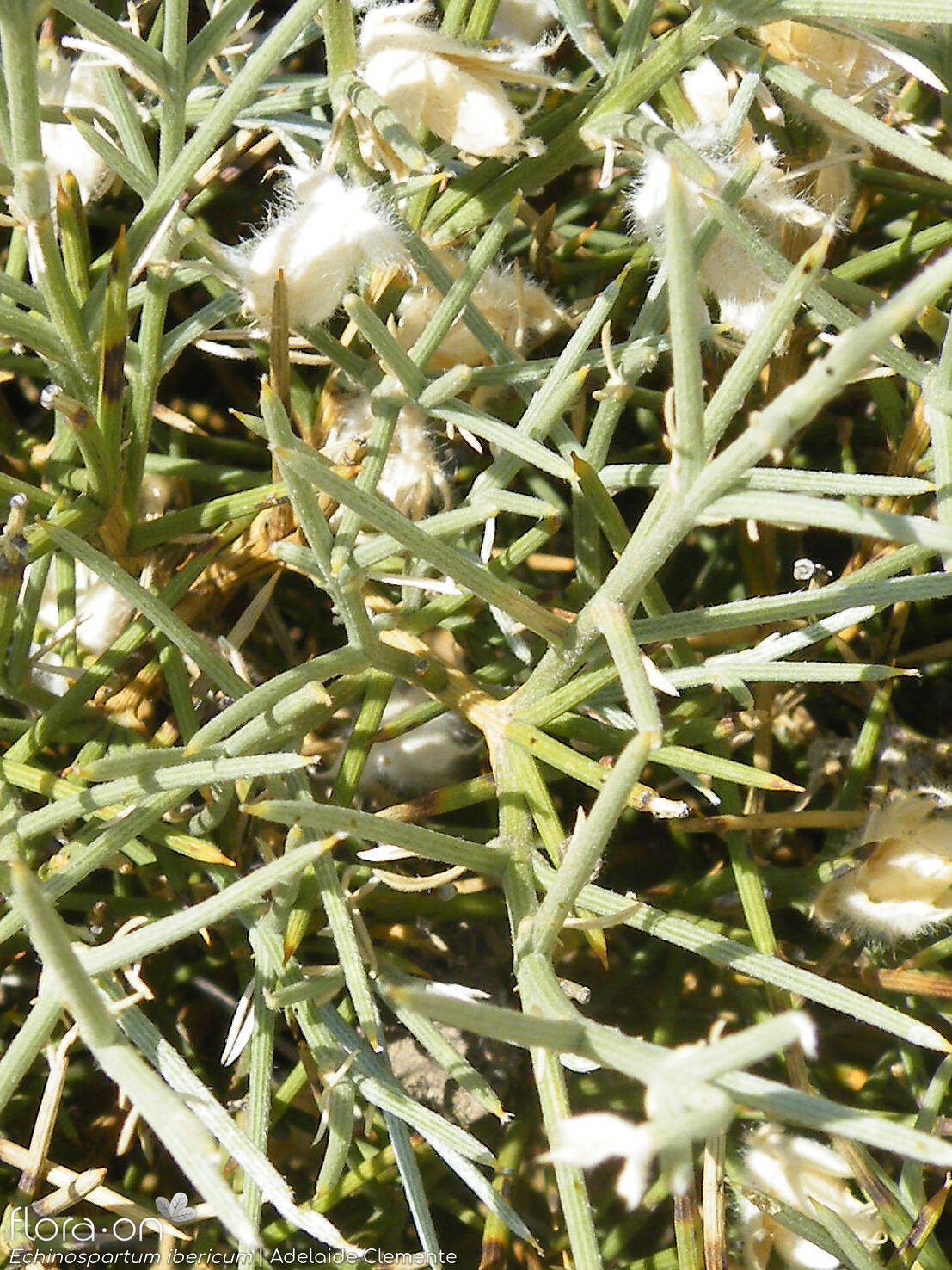 Echinospartum ibericum - Folha (geral) | Adelaide Clemente; CC BY-NC 4.0