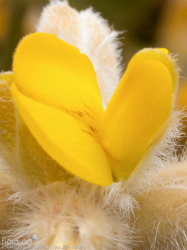 Echinospartum ibericum - Flor (close-up) | Ana Júlia Pereira; CC BY-NC 4.0
