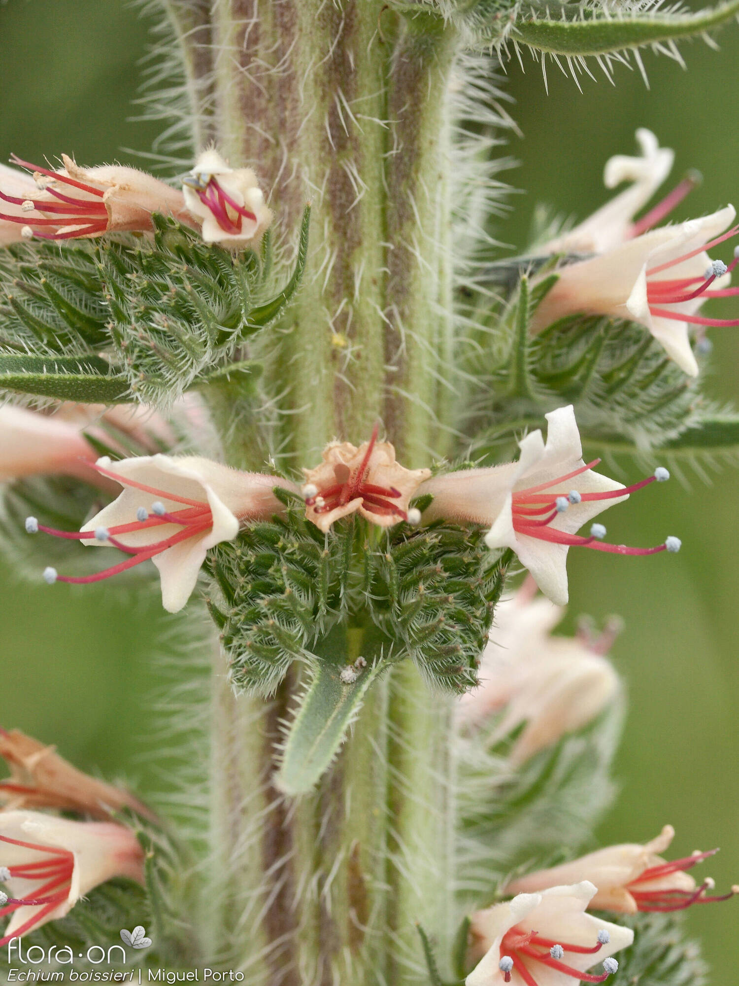 Echium boissieri - Flor (close-up) | Miguel Porto; CC BY-NC 4.0