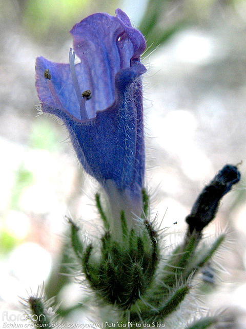 Echium creticum coincyanum - Flor (close-up) | Patrícia Pinto da Silva; CC BY-NC 4.0