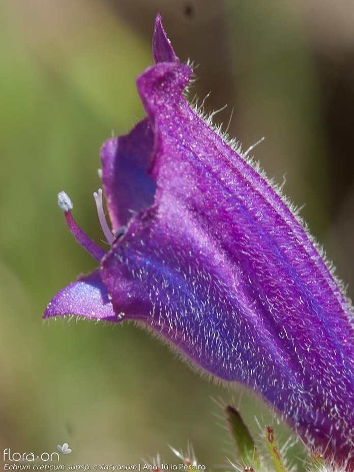 Echium creticum coincyanum - Flor (close-up) | Ana Júlia Pereira; CC BY-NC 4.0