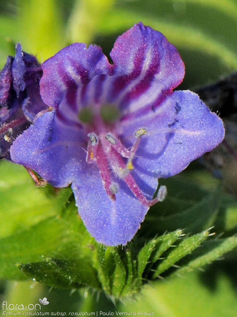Echium rosulatum - Flor (close-up) | Paulo Ventura Araújo; CC BY-NC 4.0