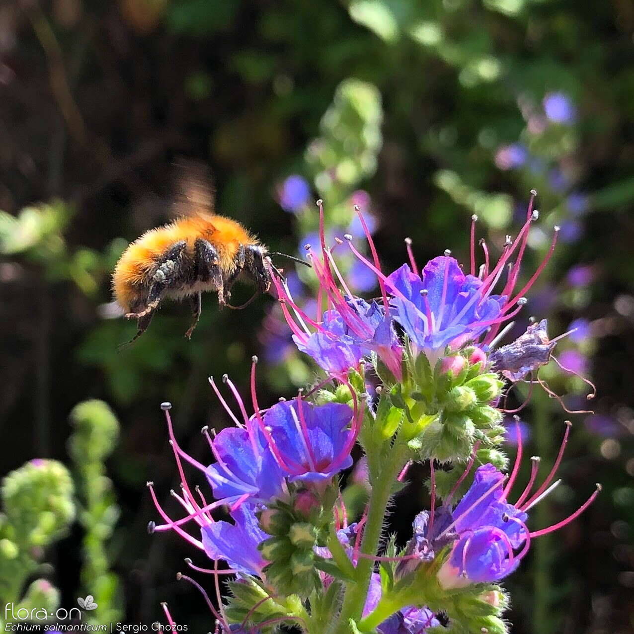 Echium salmanticum - Flor (close-up) | Sergio Chozas; CC BY-NC 4.0
