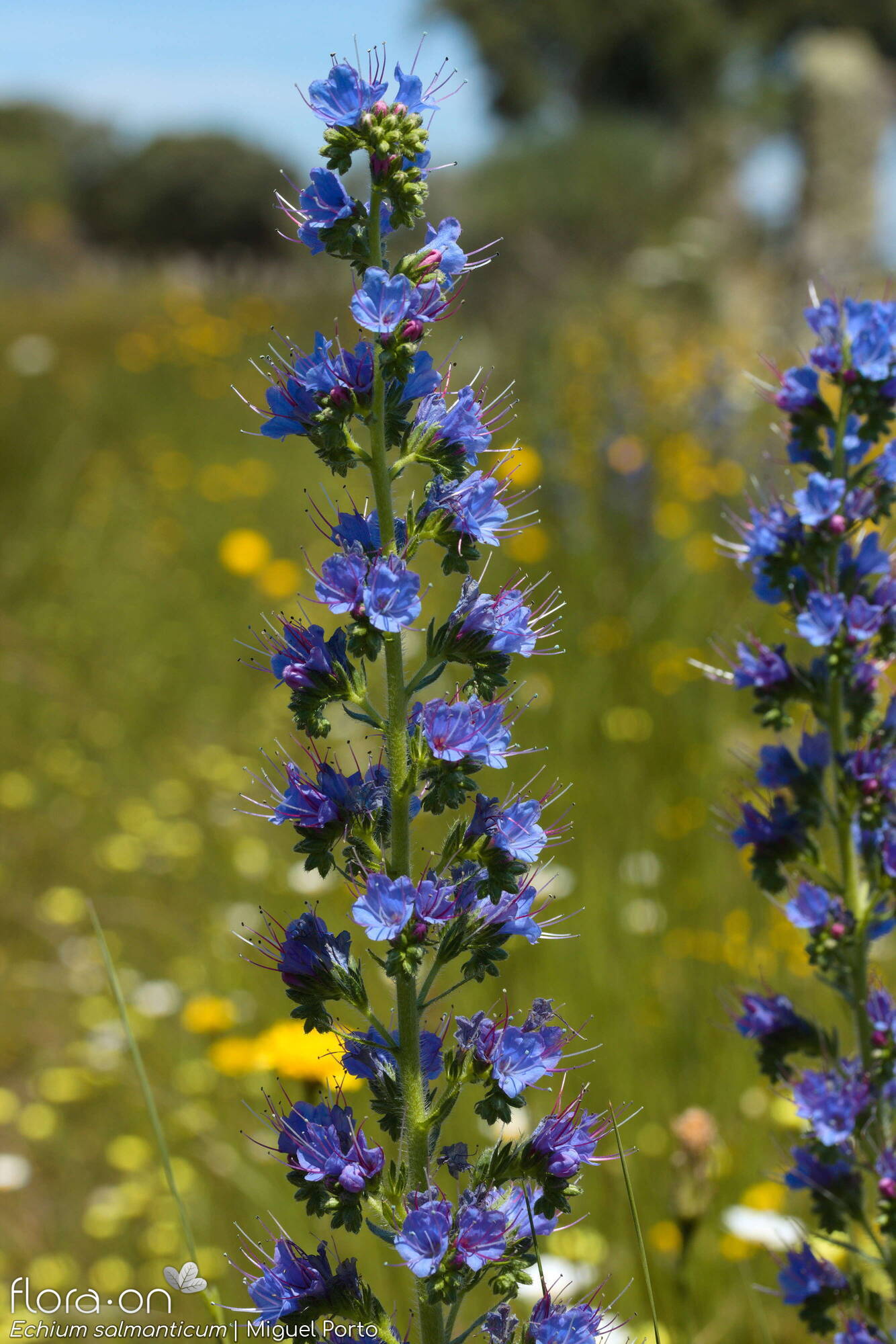 Echium salmanticum - Flor (geral) | Miguel Porto; CC BY-NC 4.0