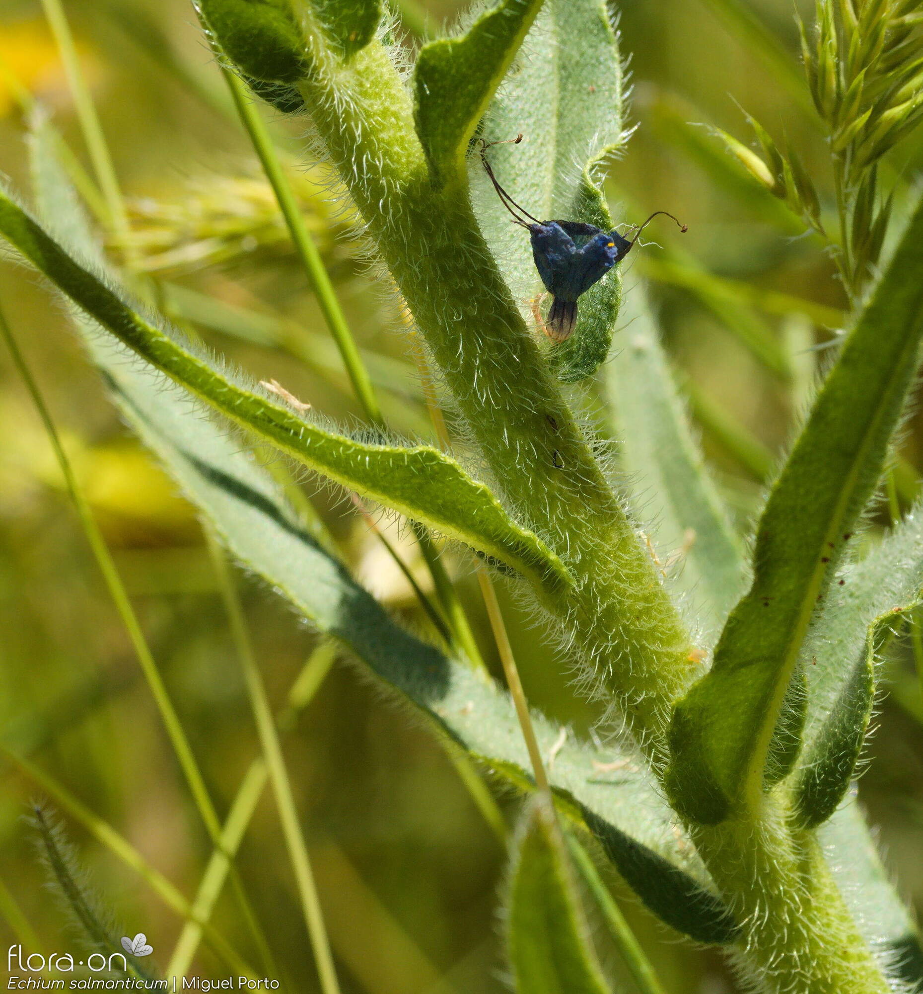 Echium salmanticum - Folha | Miguel Porto; CC BY-NC 4.0