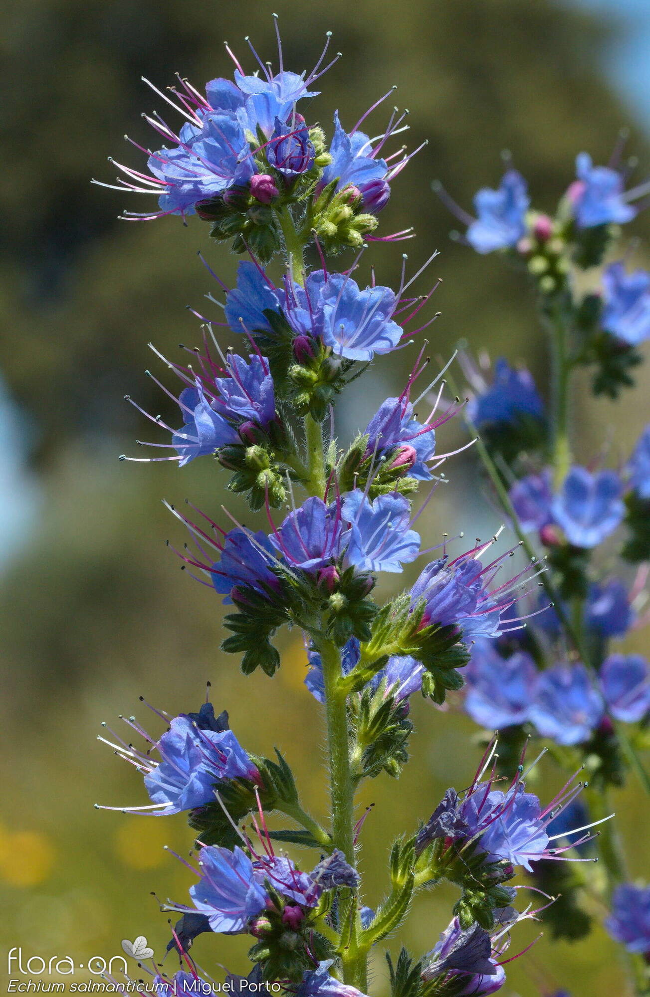 Echium salmanticum - Flor (geral) | Miguel Porto; CC BY-NC 4.0