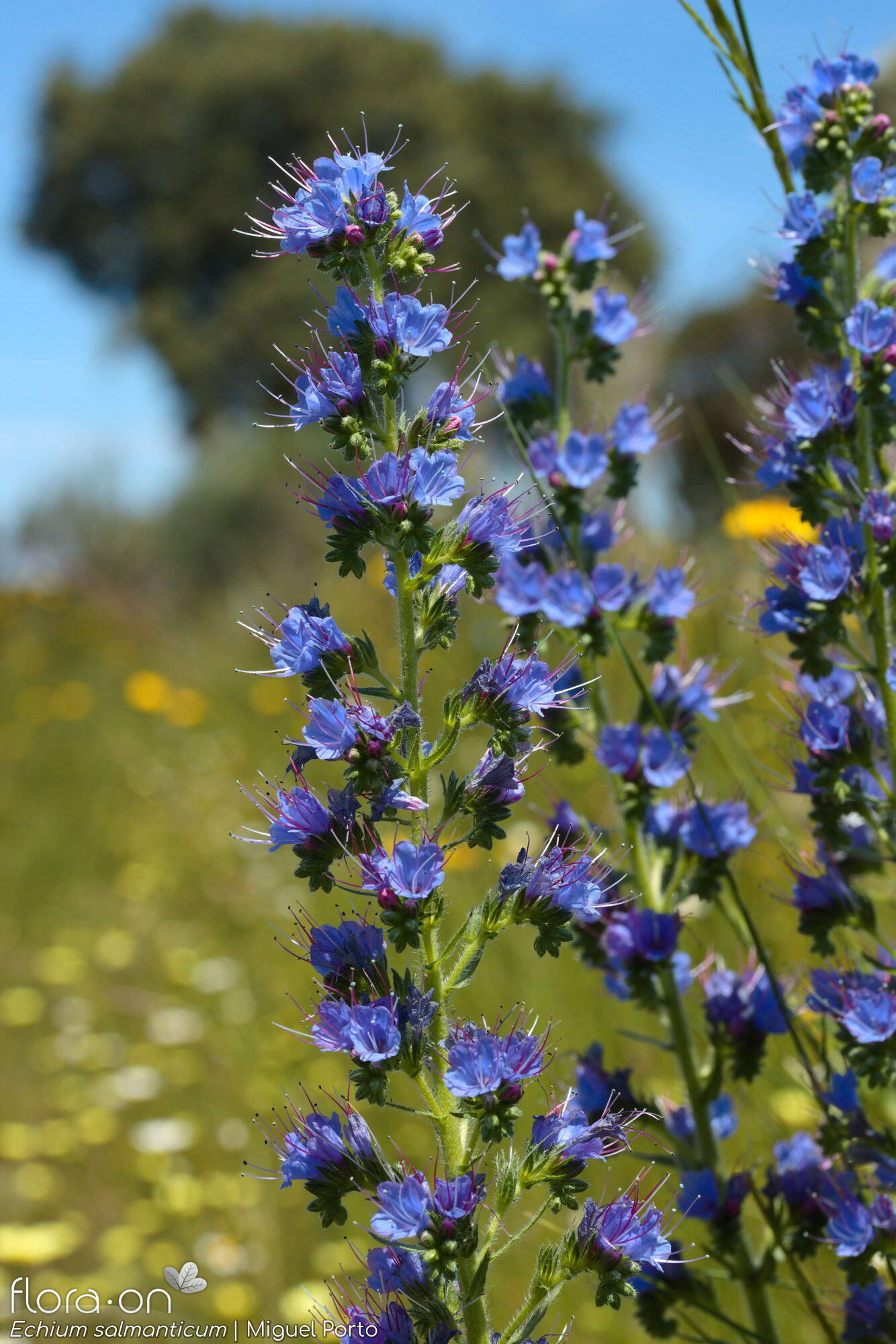 Echium salmanticum - Flor (geral) | Miguel Porto; CC BY-NC 4.0