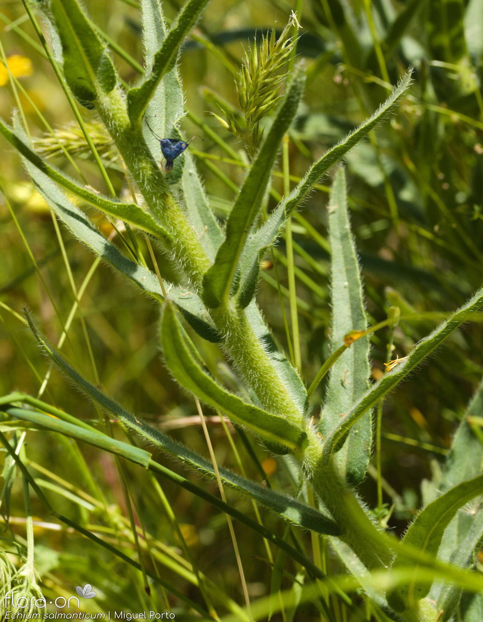 Echium salmanticum - Folha (geral) | Miguel Porto; CC BY-NC 4.0