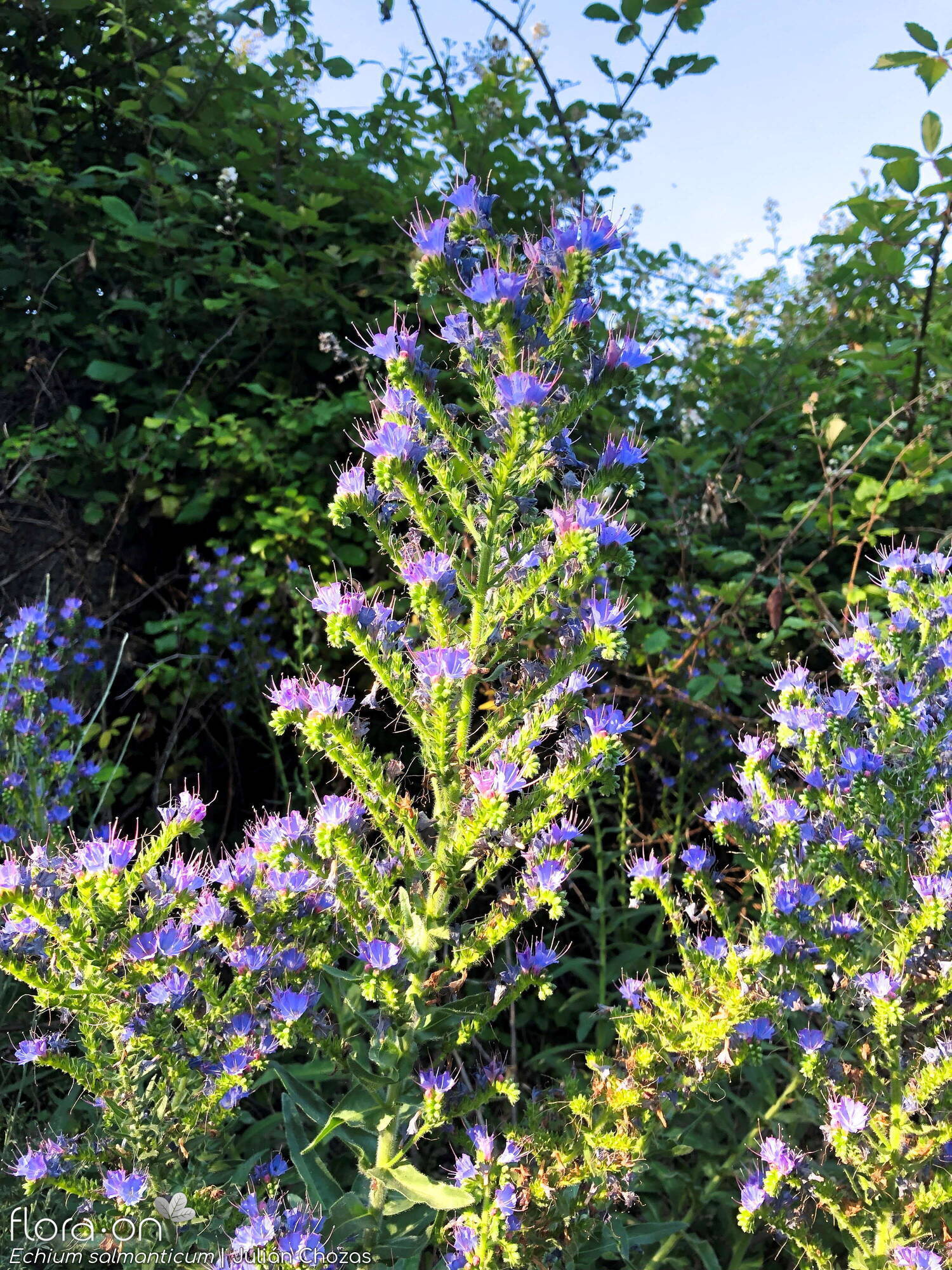 Echium salmanticum - Hábito | Julián Chozas; CC BY-NC 4.0