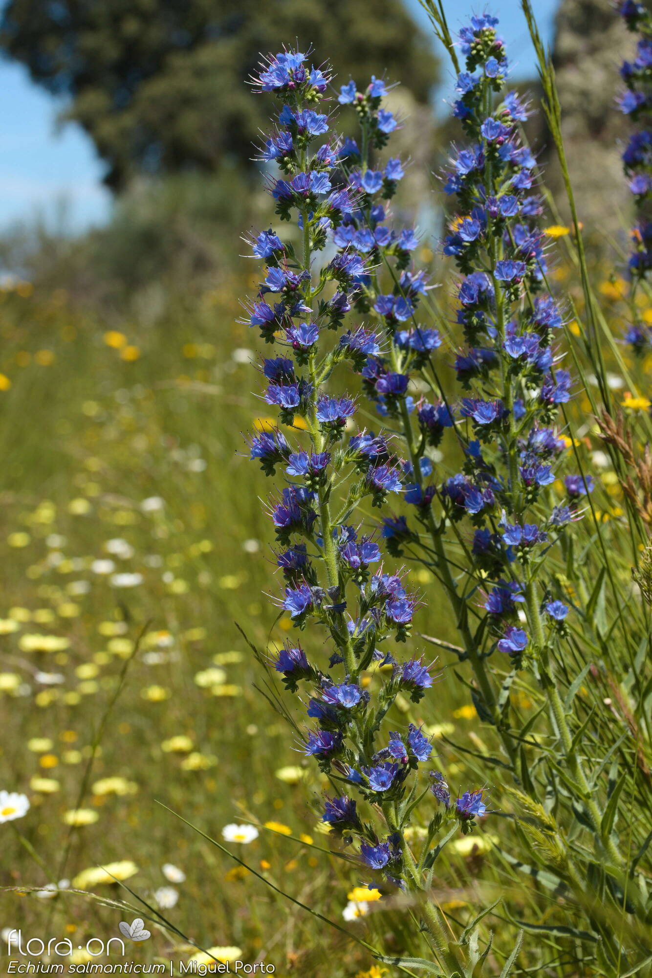 Echium salmanticum - Flor (geral) | Miguel Porto; CC BY-NC 4.0