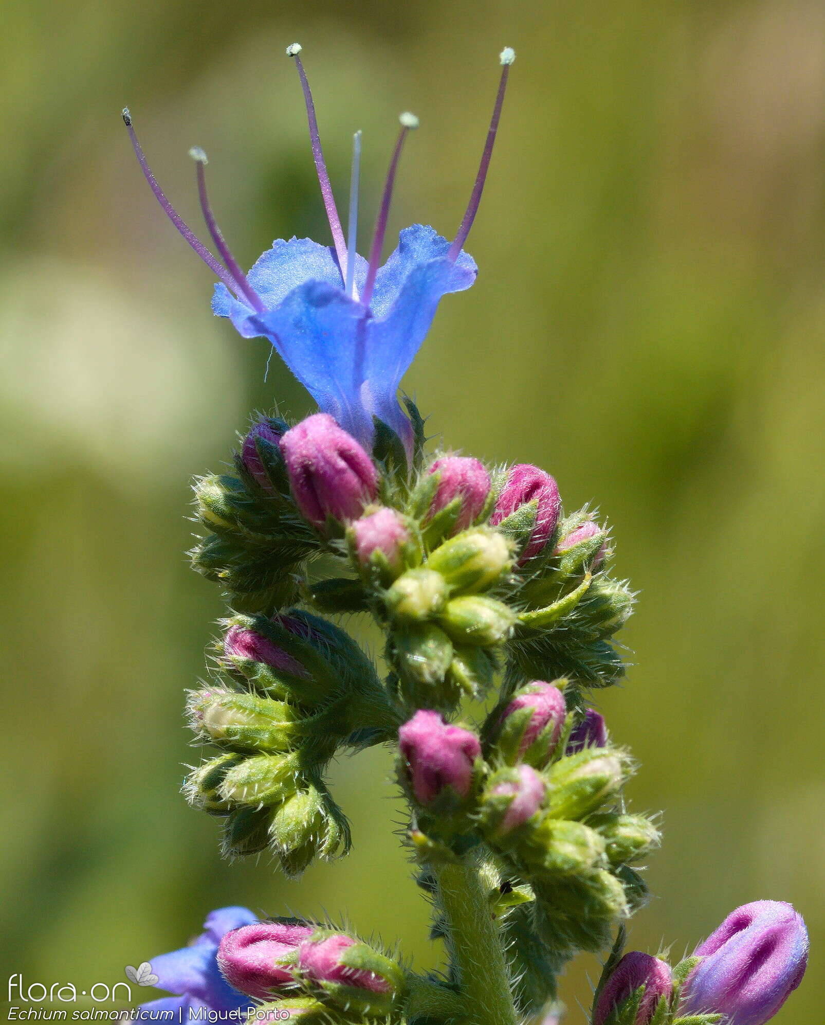 Echium salmanticum - Flor (close-up) | Miguel Porto; CC BY-NC 4.0