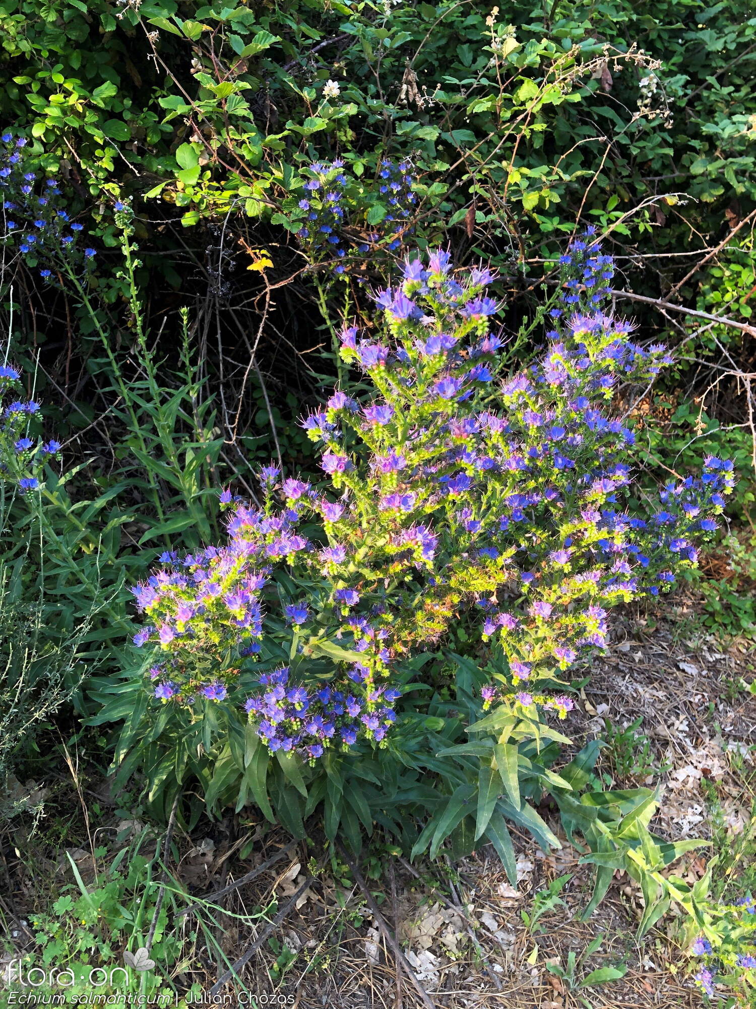 Echium salmanticum - Hábito | Julián Chozas; CC BY-NC 4.0