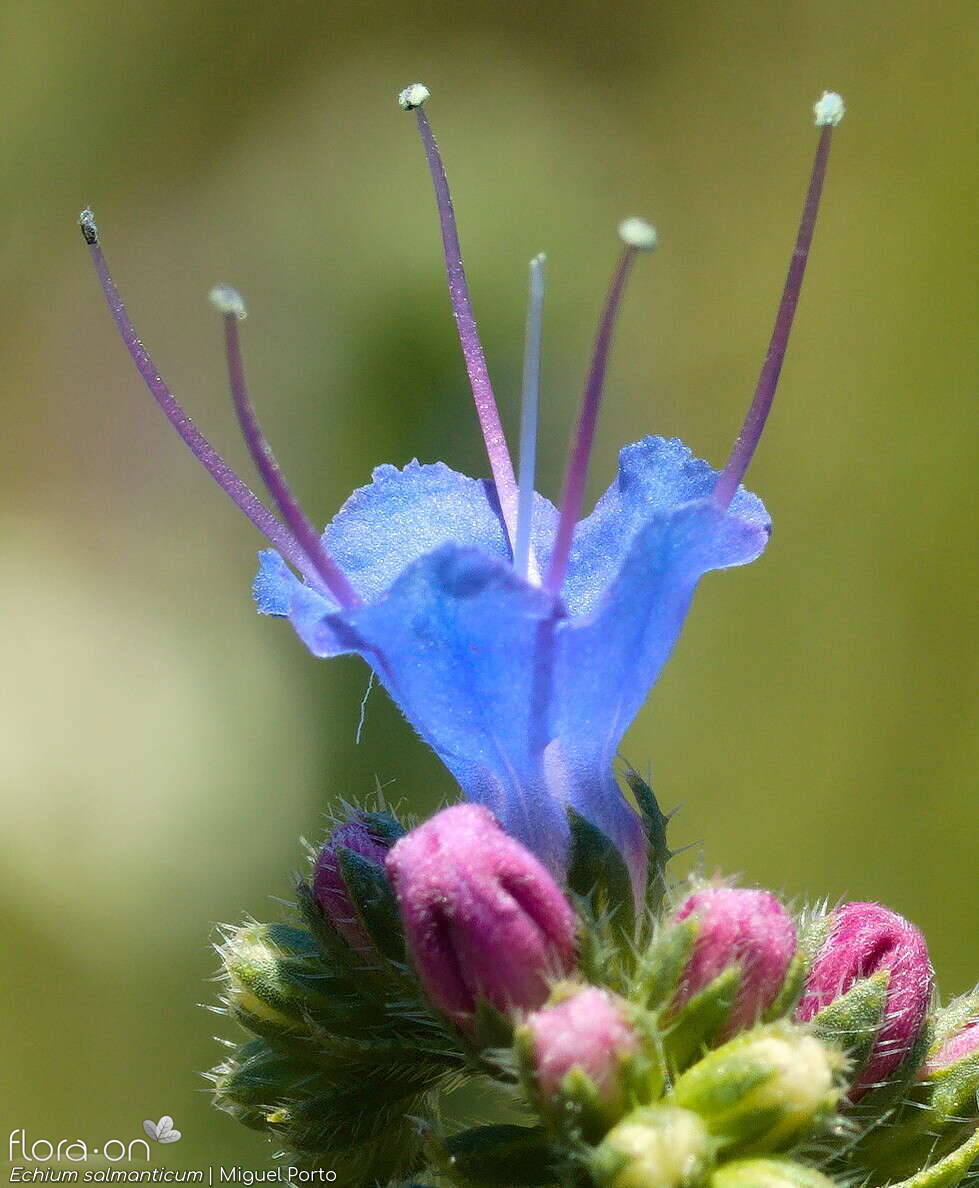 Echium salmanticum - Flor (close-up) | Miguel Porto; CC BY-NC 4.0